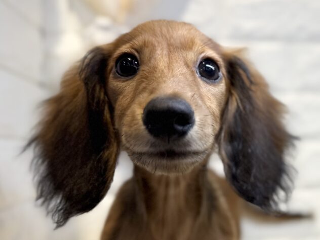 香川県のミニチュアダックスフンド(ロング) (ワンキャラット アミーゴ丸亀店/2025年12月18日生まれ/女の子/レッド)の子犬の1枚目の画像