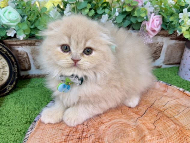 兵庫県のスコティッシュフォールド (ワンキャラット アミーゴ姫路花田店/2026年2月26日生まれ/男の子/クリーム)の子猫の3枚目の画像