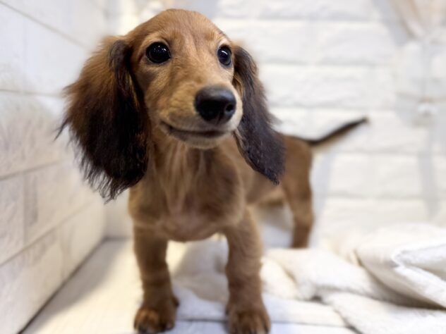 香川県のミニチュアダックスフンド(ロング) (ワンキャラット アミーゴ丸亀店/2025年12月18日生まれ/女の子/レッド)の子犬の2枚目の画像