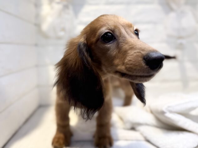 香川県のミニチュアダックスフンド(ロング) (ワンキャラット アミーゴ丸亀店/2025年12月18日生まれ/女の子/レッド)の子犬の3枚目の画像