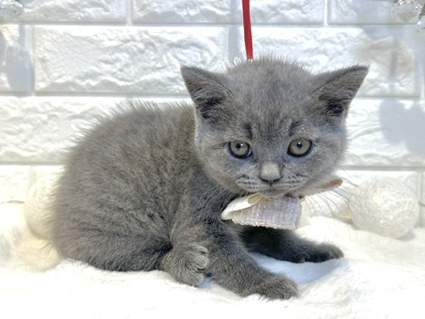 香川県のブリティッシュショートヘアー (ワンキャラット アミーゴ丸亀店/2026年2月8日生まれ/女の子/ブルー)の子猫の3枚目の画像