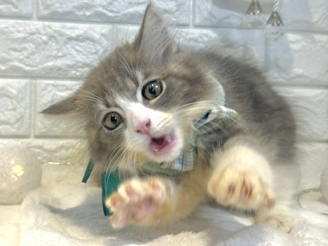 香川県のサイベリアン (ワンキャラット アミーゴ丸亀店/2026年1月22日生まれ/男の子/ブルータビーホワイト)の子猫の2枚目の画像