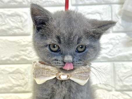 香川県のブリティッシュショートヘアー (ワンキャラット アミーゴ丸亀店/2026年2月8日生まれ/女の子/ブルー)の子猫の2枚目の画像