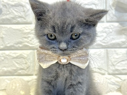 2026年2月8日生まれのブリティッシュショートヘアー