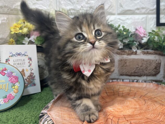 兵庫県のサイベリアン (ワンキャラット アミーゴ姫路花田店/2026年2月21日生まれ/女の子/ブラウンタビー)の子猫の4枚目の画像