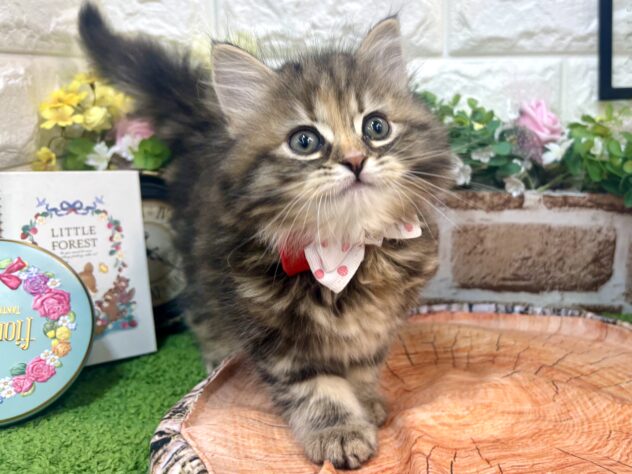 兵庫県のサイベリアン (ワンキャラット アミーゴ姫路花田店/2026年2月21日生まれ/女の子/ブラウンタビー)の子猫の4枚目の画像