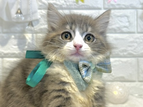 香川県のサイベリアン (ワンキャラット アミーゴ丸亀店/2026年1月22日生まれ/男の子/ブルータビーホワイト)の子猫の1枚目の画像