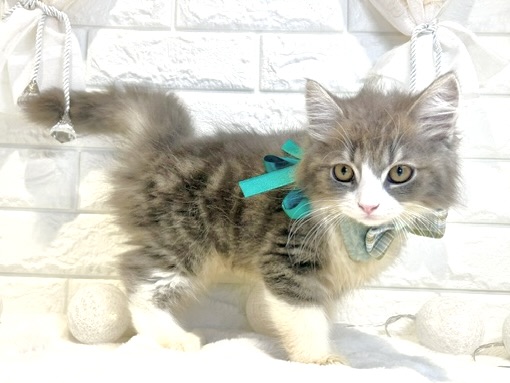 香川県のサイベリアン (ワンキャラット アミーゴ丸亀店/2026年1月22日生まれ/男の子/ブルータビーホワイト)の子猫の3枚目の画像