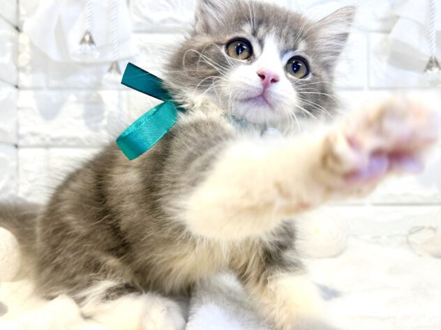 香川県のサイベリアン (ワンキャラット アミーゴ丸亀店/2026年1月22日生まれ/男の子/ブルータビーホワイト)の子猫の4枚目の画像