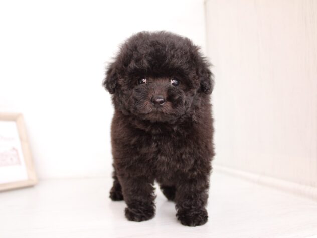 兵庫県のトイプードル(トイ) (ペット・プラザ アミーゴ神戸灘店/2026年2月5日生まれ/女の子/ブラック)の子犬の3枚目の画像