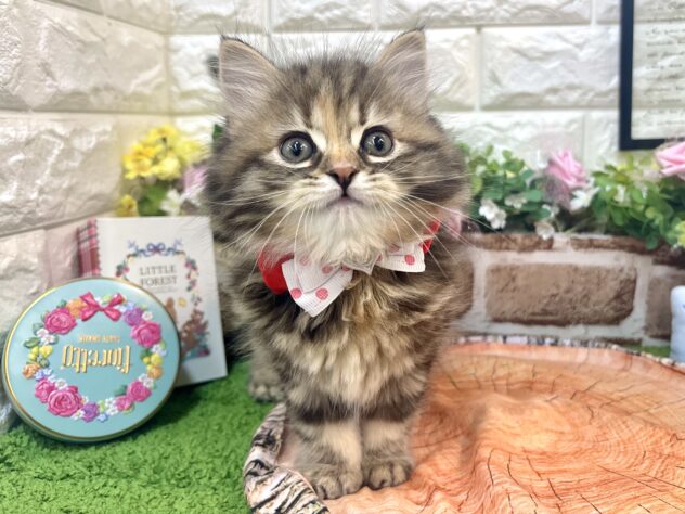 兵庫県のサイベリアン (ワンキャラット アミーゴ姫路花田店/2026年2月21日生まれ/女の子/ブラウンタビー)の子猫の2枚目の画像