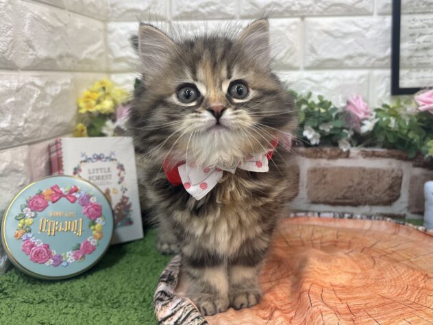 兵庫県のサイベリアン (ワンキャラット アミーゴ姫路花田店/2026年2月21日生まれ/女の子/ブラウンタビー)の子猫の2枚目の画像