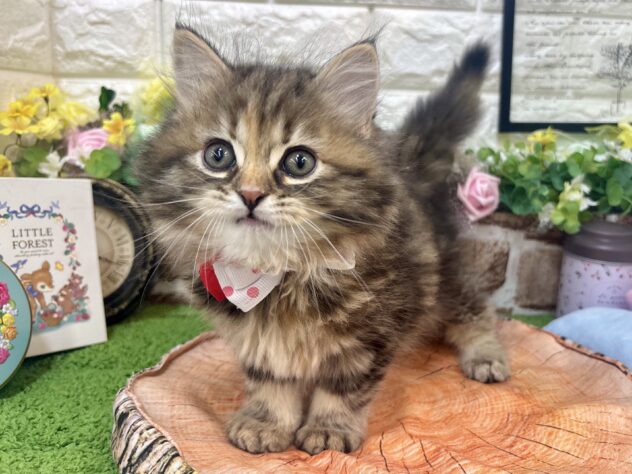 兵庫県のサイベリアン (ワンキャラット アミーゴ姫路花田店/2026年2月21日生まれ/女の子/ブラウンタビー)の子猫の3枚目の画像