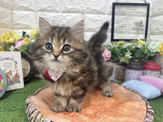 兵庫県のサイベリアン (ワンキャラット アミーゴ姫路花田店/2026年2月21日生まれ/女の子/ブラウンタビー)の子猫の3枚目の画像