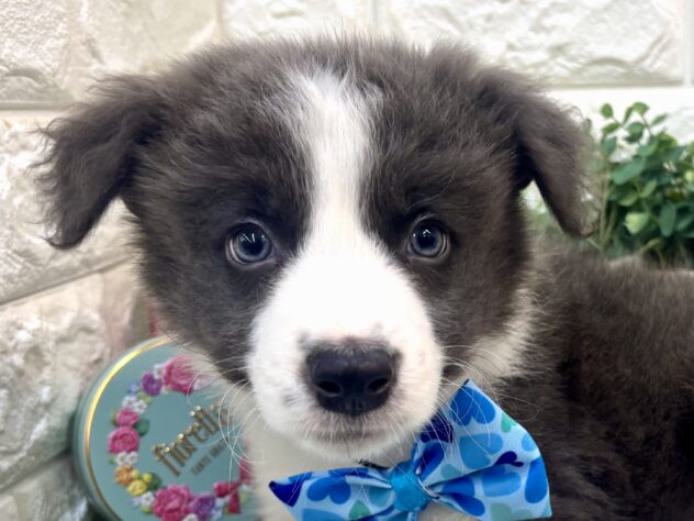 兵庫県のボーダーコリー (ワンキャラット アミーゴ姫路花田店/2026年2月20日生まれ/男の子/ブルーホワイト)の子犬の1枚目の画像