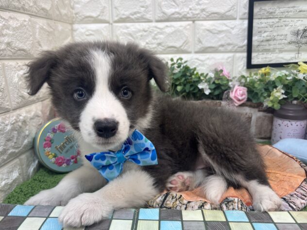 兵庫県のボーダーコリー (ワンキャラット アミーゴ姫路花田店/2026年2月20日生まれ/男の子/ブルーホワイト)の子犬の2枚目の画像