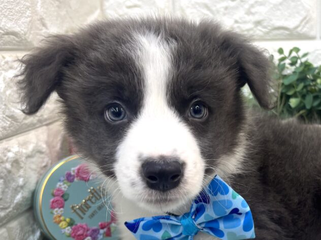 兵庫県のボーダーコリー (ワンキャラット アミーゴ姫路花田店/2026年2月20日生まれ/男の子/ブルーホワイト)の子犬の1枚目の画像