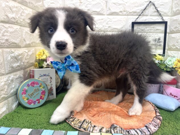 兵庫県のボーダーコリー (ワンキャラット アミーゴ姫路花田店/2026年2月20日生まれ/男の子/ブルーホワイト)の子犬の3枚目の画像
