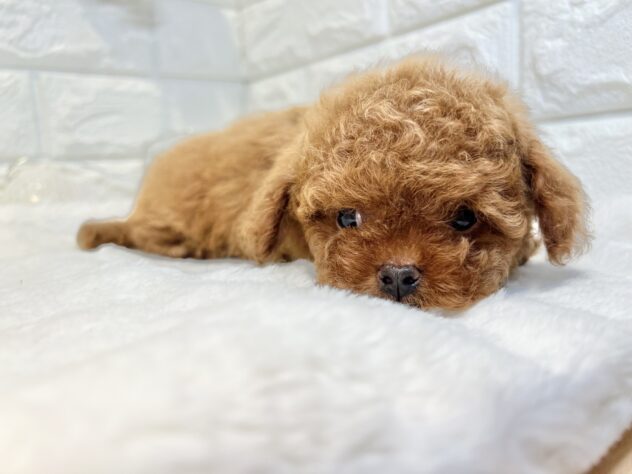 香川県のトイプードル(トイ) (ワンキャラット アミーゴ丸亀店/2026年2月16日生まれ/男の子/レッド)の子犬の4枚目の画像