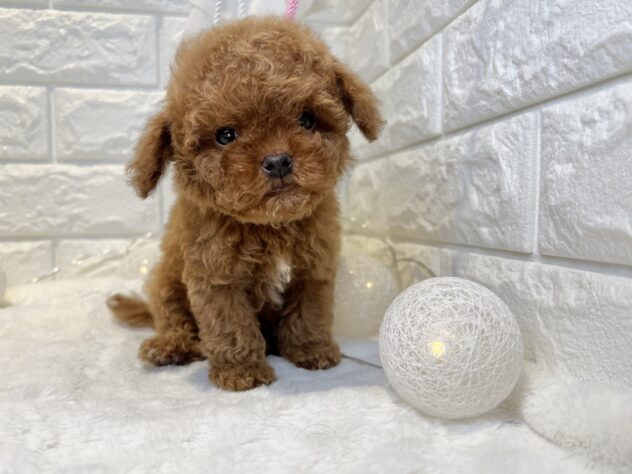 香川県のトイプードル(トイ) (ワンキャラット アミーゴ丸亀店/2026年2月16日生まれ/男の子/レッド)の子犬の3枚目の画像