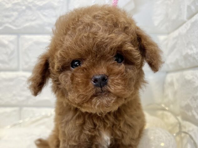 香川県のトイプードル(トイ) (ワンキャラット アミーゴ丸亀店/2026年2月16日生まれ/男の子/レッド)の子犬の1枚目の画像