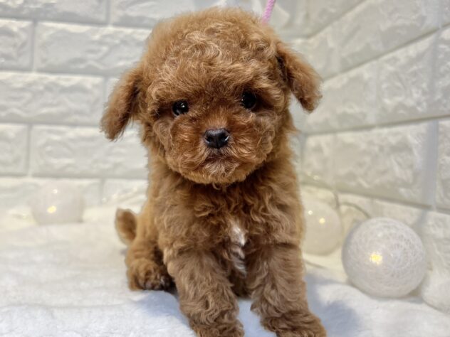 香川県のトイプードル(トイ) (ワンキャラット アミーゴ丸亀店/2026年2月16日生まれ/男の子/レッド)の子犬の2枚目の画像