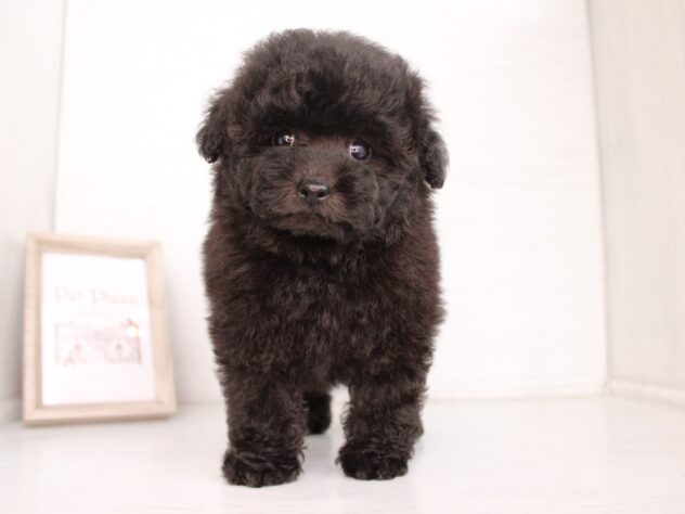 兵庫県のトイプードル(トイ) (ペット・プラザ アミーゴ神戸灘店/2026年2月5日生まれ/女の子/ブラック)の子犬の1枚目の画像
