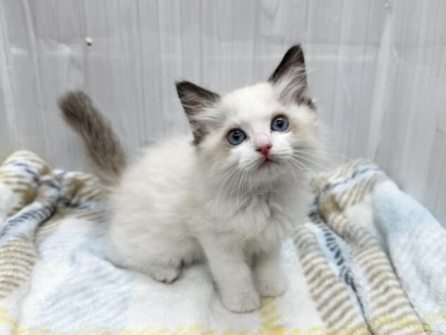 徳島県のラグドール (アミーゴ北島店/2026年2月1日生まれ/女の子/シールポイントバイカラー)の子猫の1枚目の画像