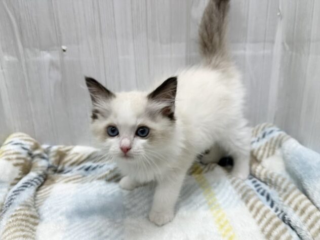 徳島県のラグドール (アミーゴ北島店/2026年2月1日生まれ/女の子/シールポイントバイカラー)の子猫の3枚目の画像