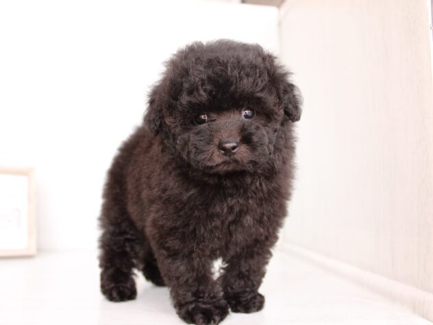 兵庫県のトイプードル(トイ) (ペット・プラザ アミーゴ神戸灘店/2026年2月5日生まれ/女の子/ブラック)の子犬の2枚目の画像