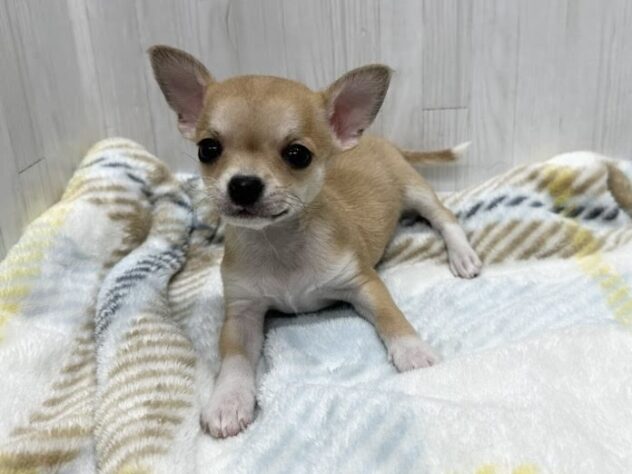 徳島県のチワワ(ロング) (アミーゴ北島店/2026年1月26日生まれ/女の子/フォーンホワイト)の子犬の3枚目の画像