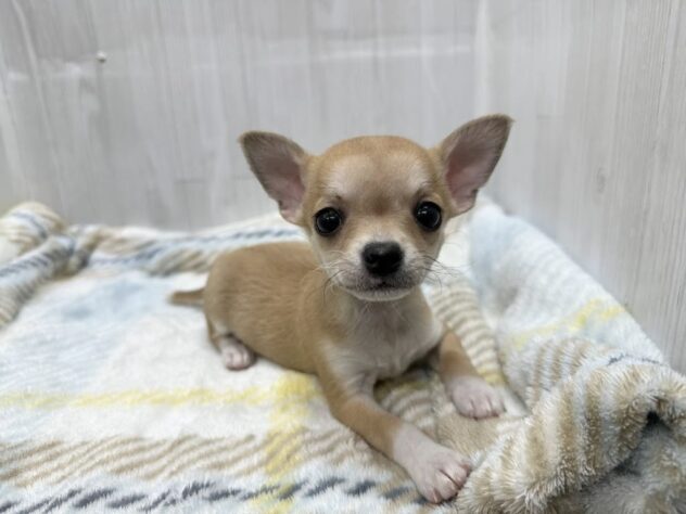 徳島県のチワワ(ロング) (アミーゴ北島店/2026年1月26日生まれ/女の子/フォーンホワイト)の子犬の1枚目の画像