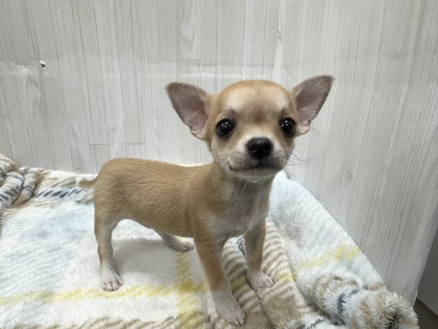 徳島県のチワワ(ロング) (アミーゴ北島店/2026年1月26日生まれ/女の子/フォーンホワイト)の子犬の2枚目の画像