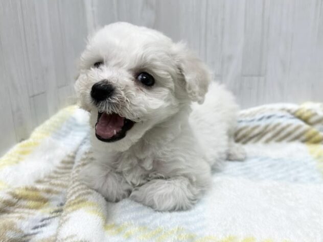 徳島県のビションフリーゼ (アミーゴ北島店/2026年2月2日生まれ/女の子/ホワイト)の子犬の4枚目の画像