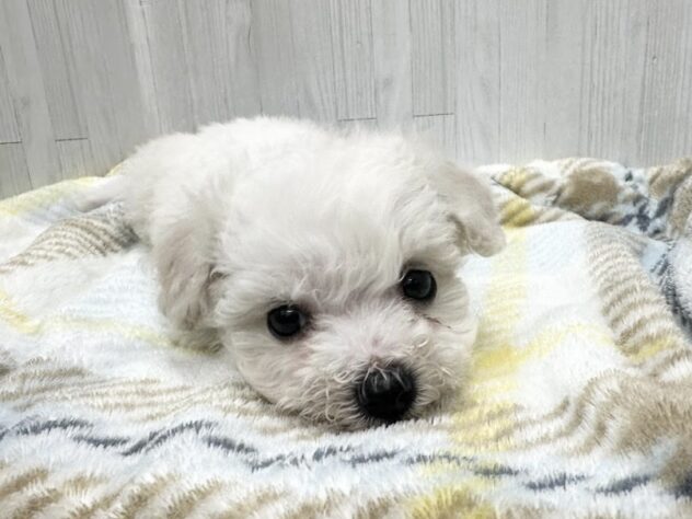 徳島県のビションフリーゼ (アミーゴ北島店/2026年2月2日生まれ/女の子/ホワイト)の子犬の3枚目の画像