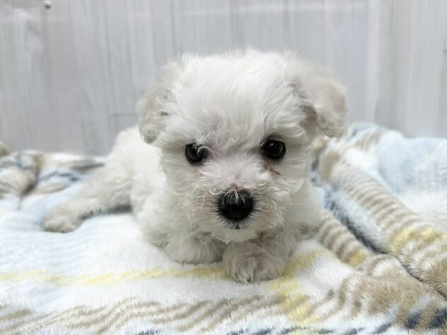 徳島県のビションフリーゼ (アミーゴ北島店/2026年2月2日生まれ/女の子/ホワイト)の子犬の2枚目の画像