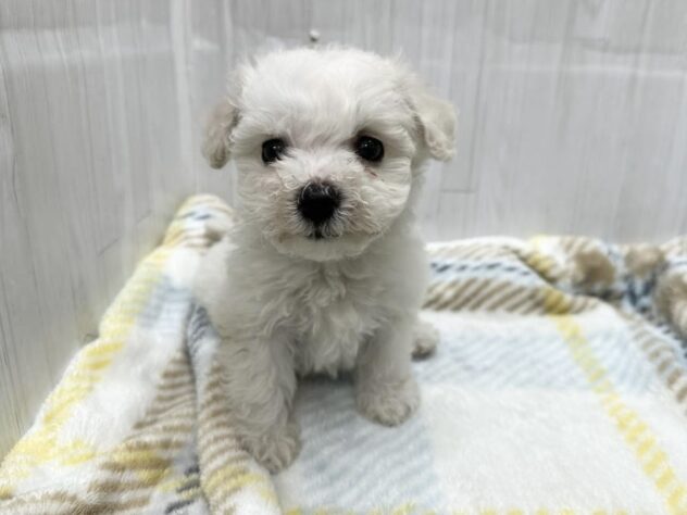 徳島県のビションフリーゼ (アミーゴ北島店/2026年2月2日生まれ/女の子/ホワイト)の子犬の1枚目の画像