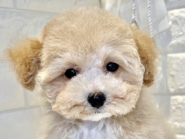 香川県のハーフ犬・ミックス犬 (ワンキャラット アミーゴ丸亀店/2026年2月1日生まれ/女の子/クリーム)の子犬の1枚目の画像