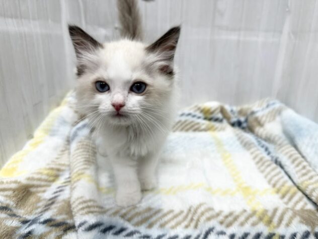 徳島県のラグドール (アミーゴ北島店/2026年2月1日生まれ/女の子/シールポイントバイカラー)の子猫の2枚目の画像