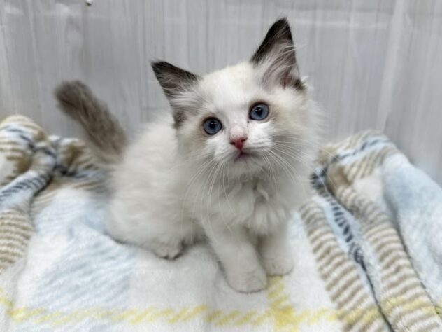 徳島県のラグドール (アミーゴ北島店/2026年2月1日生まれ/女の子/シールポイントバイカラー)の子猫の4枚目の画像