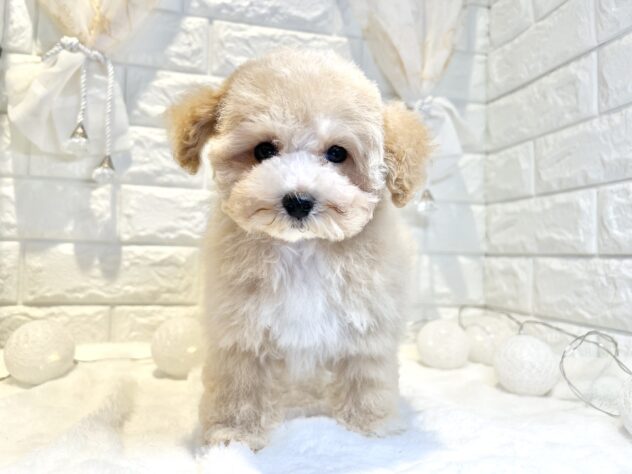 香川県のハーフ犬・ミックス犬 (ワンキャラット アミーゴ丸亀店/2026年2月1日生まれ/女の子/クリーム)の子犬の2枚目の画像