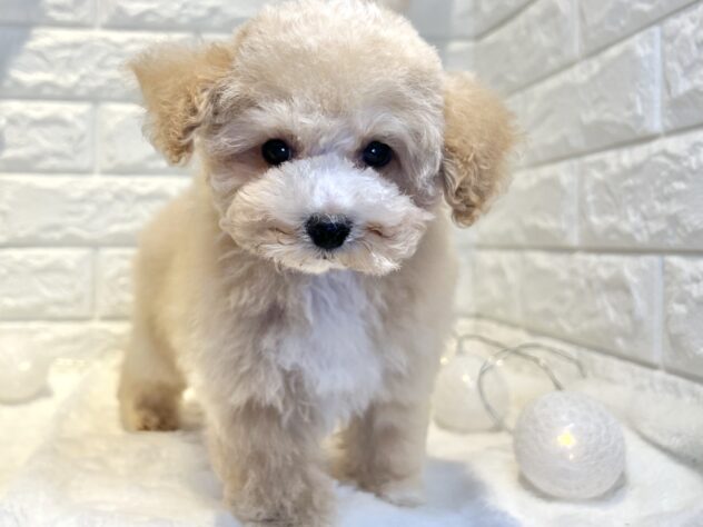 香川県のハーフ犬・ミックス犬 (ワンキャラット アミーゴ丸亀店/2026年2月1日生まれ/女の子/クリーム)の子犬の4枚目の画像