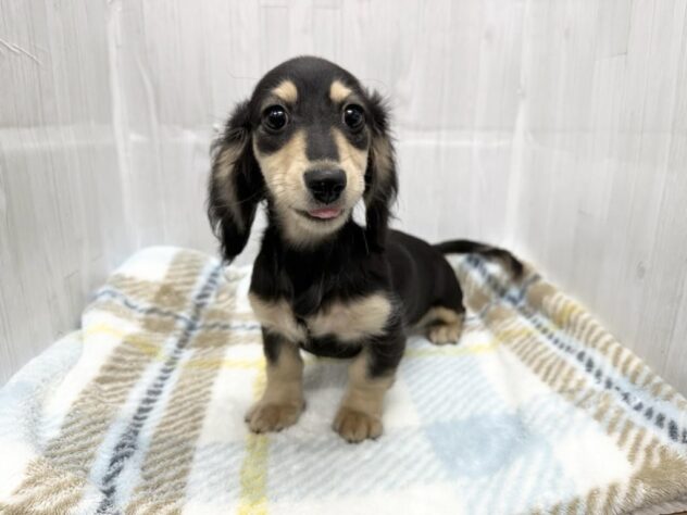 徳島県のミニチュアダックスフンド(ロング) (アミーゴ北島店/2025年12月6日生まれ/女の子/ブラックイエロー)の子犬の1枚目の画像