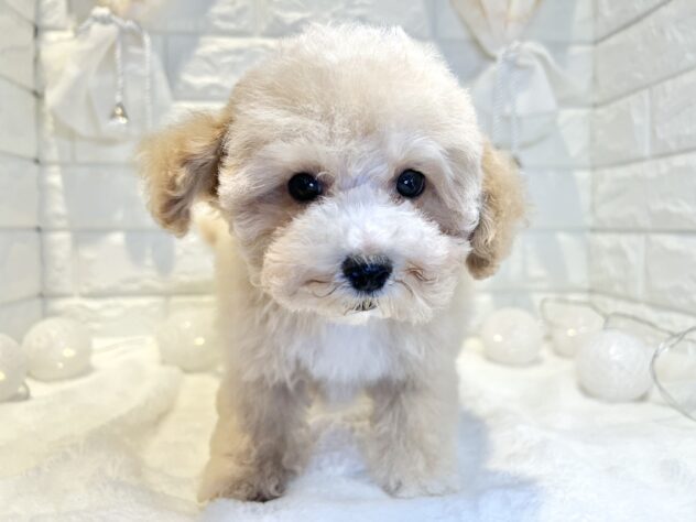 香川県のハーフ犬・ミックス犬 (ワンキャラット アミーゴ丸亀店/2026年2月1日生まれ/女の子/クリーム)の子犬の3枚目の画像