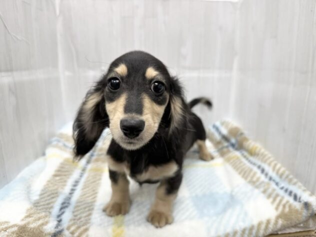 徳島県のミニチュアダックスフンド(ロング) (アミーゴ北島店/2025年12月6日生まれ/女の子/ブラックイエロー)の子犬の2枚目の画像