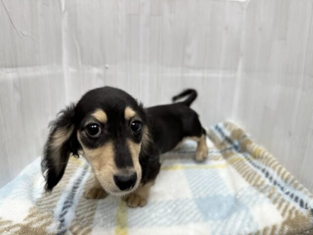 徳島県のミニチュアダックスフンド(ロング) (アミーゴ北島店/2025年12月6日生まれ/女の子/ブラックイエロー)の子犬の3枚目の画像