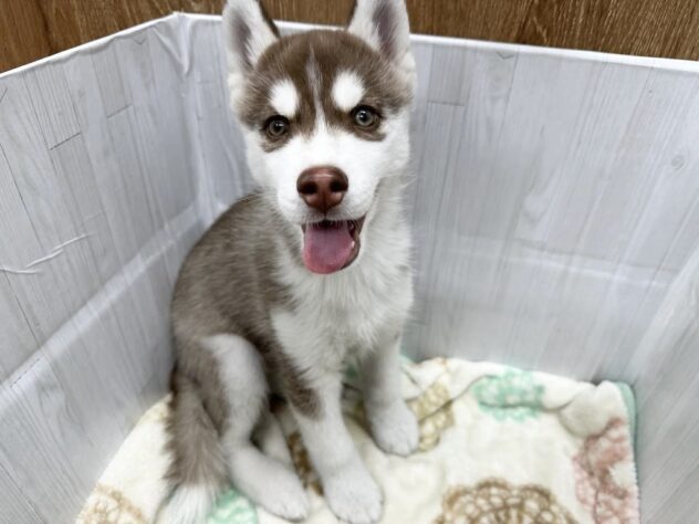 徳島県のシベリアンハスキー (アミーゴ北島店/2026年1月25日生まれ/男の子/チョコレートホワイト)の子犬の1枚目の画像