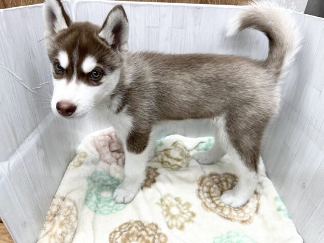 徳島県のシベリアンハスキー (アミーゴ北島店/2026年1月25日生まれ/男の子/チョコレートホワイト)の子犬の2枚目の画像