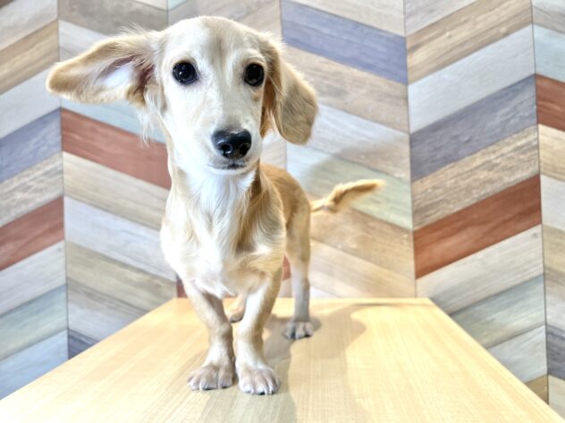 香川県のハーフ犬・ミックス犬 (ワンキャラット アミーゴ丸亀店/2025年10月27日生まれ/男の子/クリーム)の子犬の4枚目の画像