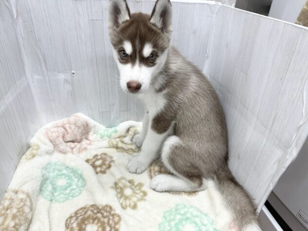 徳島県のシベリアンハスキー (アミーゴ北島店/2026年1月25日生まれ/男の子/チョコレートホワイト)の子犬の3枚目の画像
